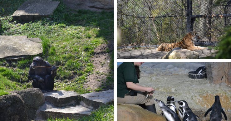 Want to make science fun? Spend a day at the zoo learning about your favorite animals. Top it off with a delicious penguin parfait!