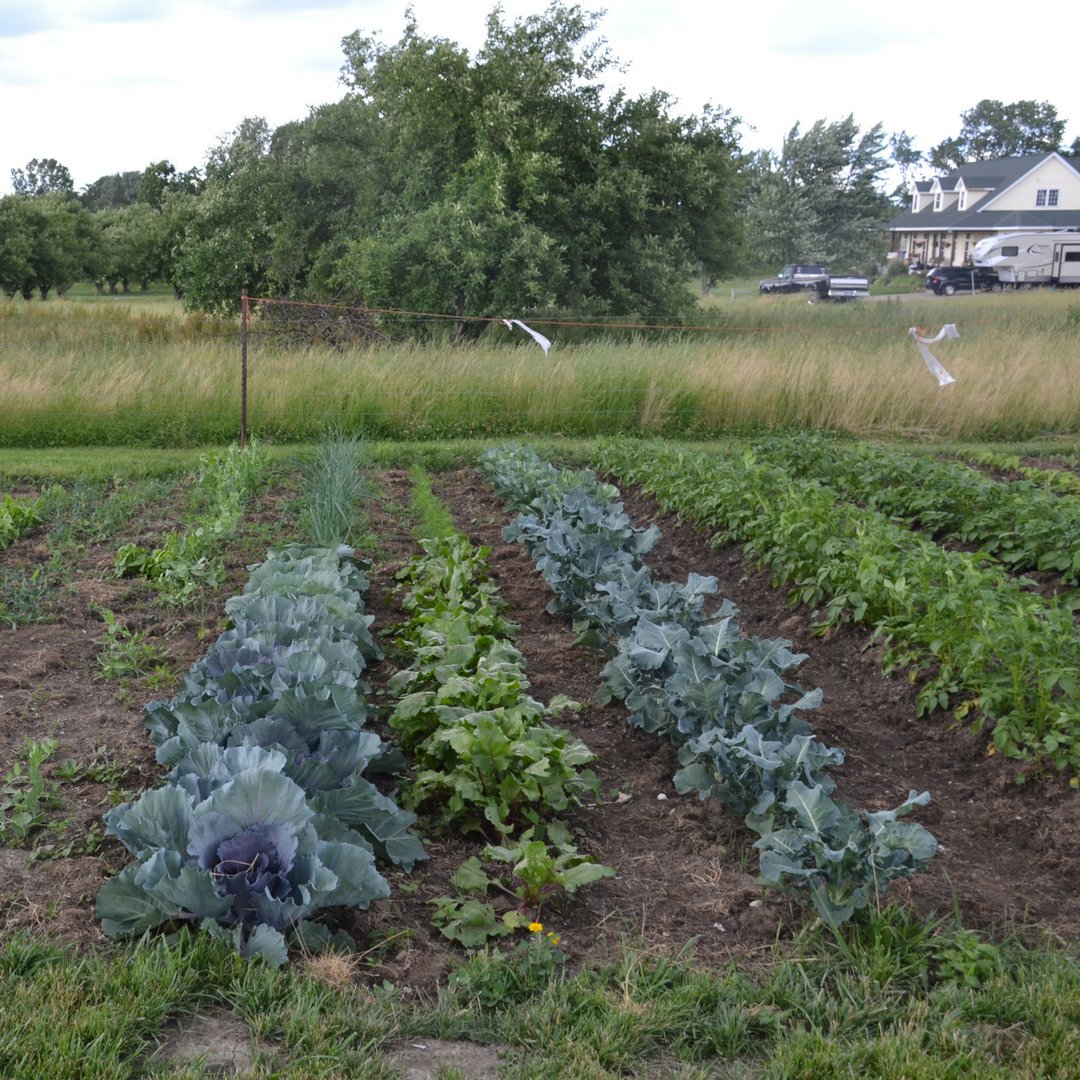 This week's real food meal plan for picky eaters includes cobb salad, fajitas and taco dip. We're planning meals around all of the fresh produce coming from our garden and our CSA!